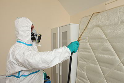 bed bug pest control