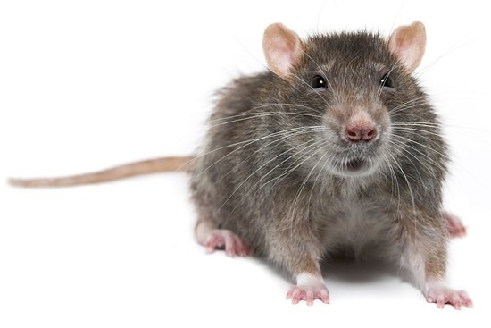rat exterminator London