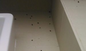 cockroaches in bathroom