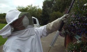 bee nest removal