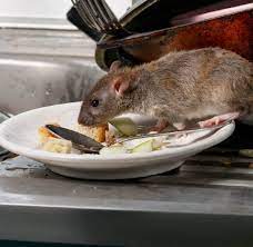 rats in kitchen